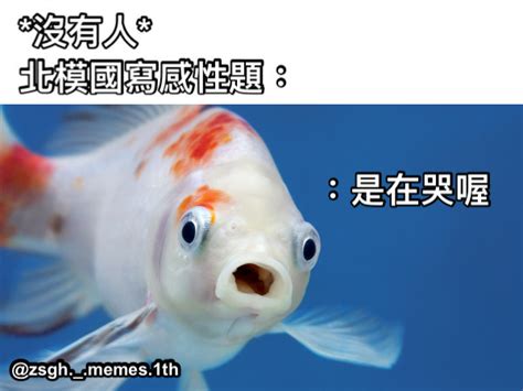 金魚梗圖 何が 用法